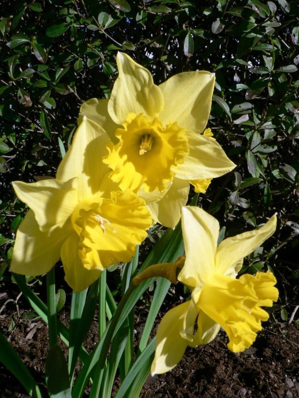 A yellow daffodil in bloom