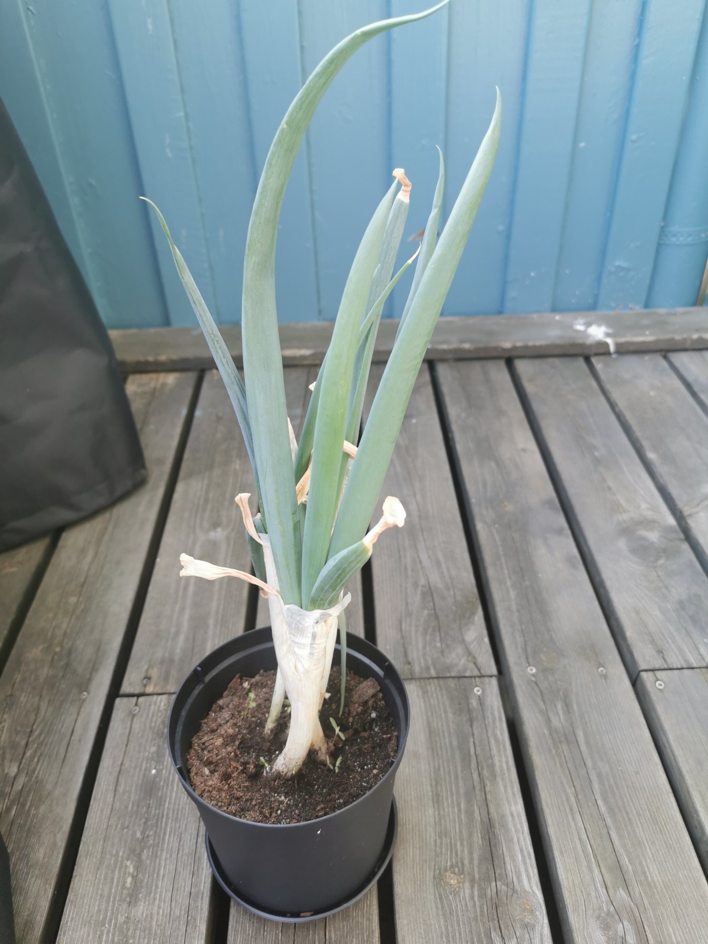 A leek with long green leaves and a pale stem